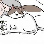 猫だって我慢する