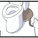 猫の引越し2